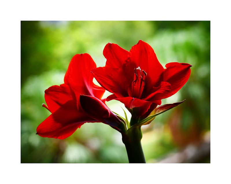 Amaryllis Bulbs