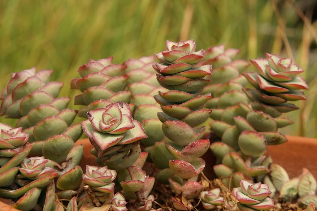 Crassula Perforata