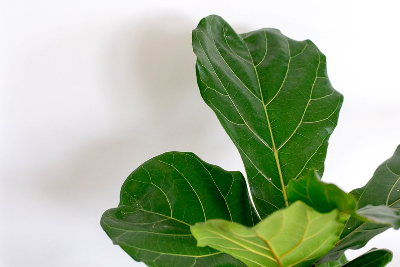 Fiddle Leaf Fig