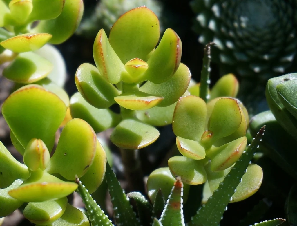 Crassula Ovata