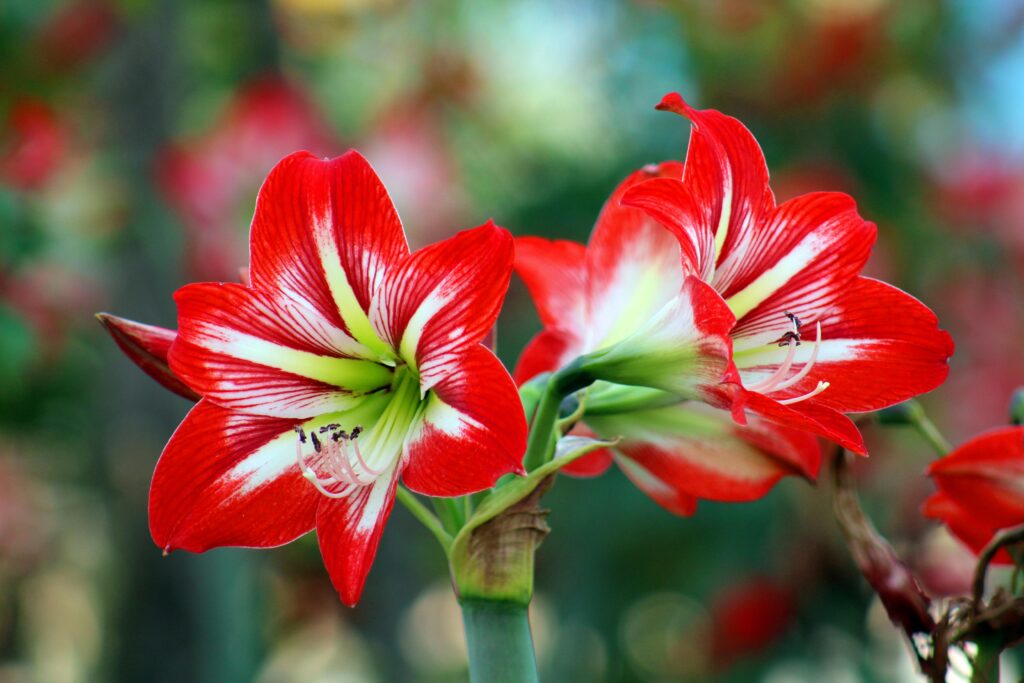 Amaryllis Bulbs