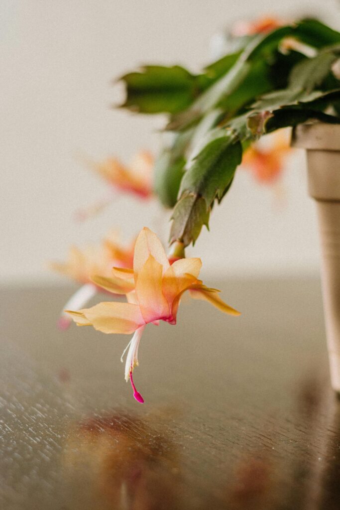 Christmas Cactus