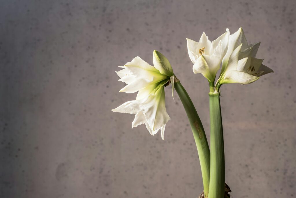 Amaryllis Bulbs