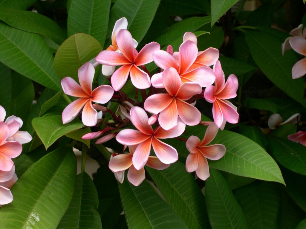 awaiian Flowers