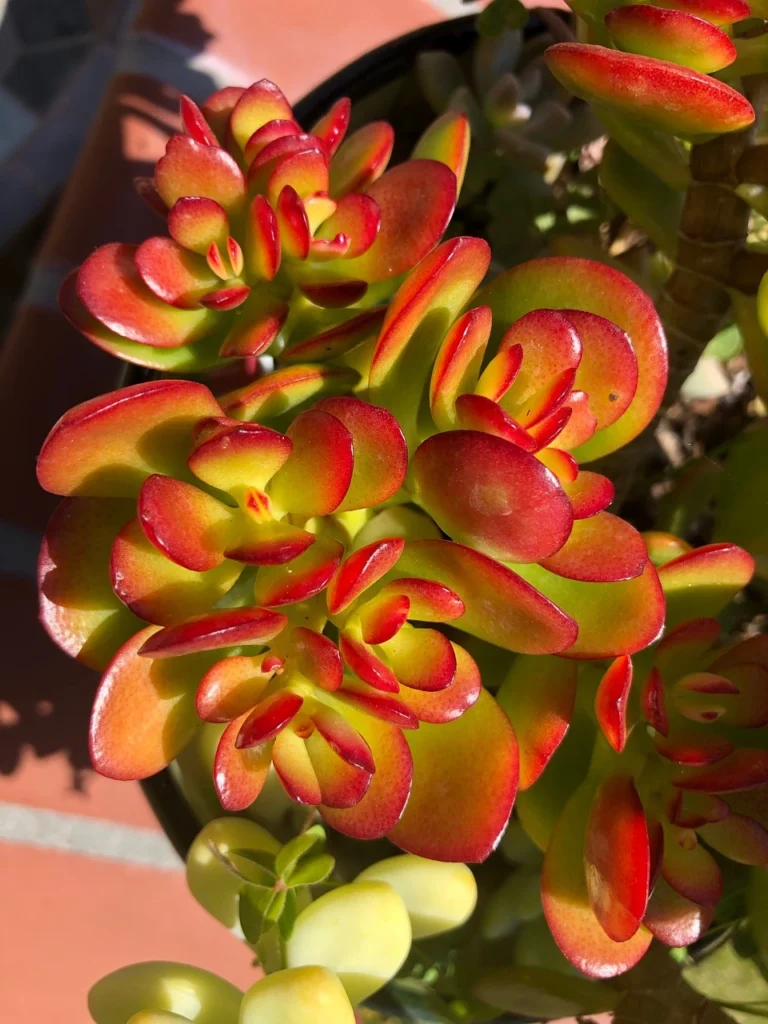 Crassula Ovata