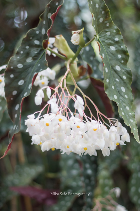 Angel Wing Begonia