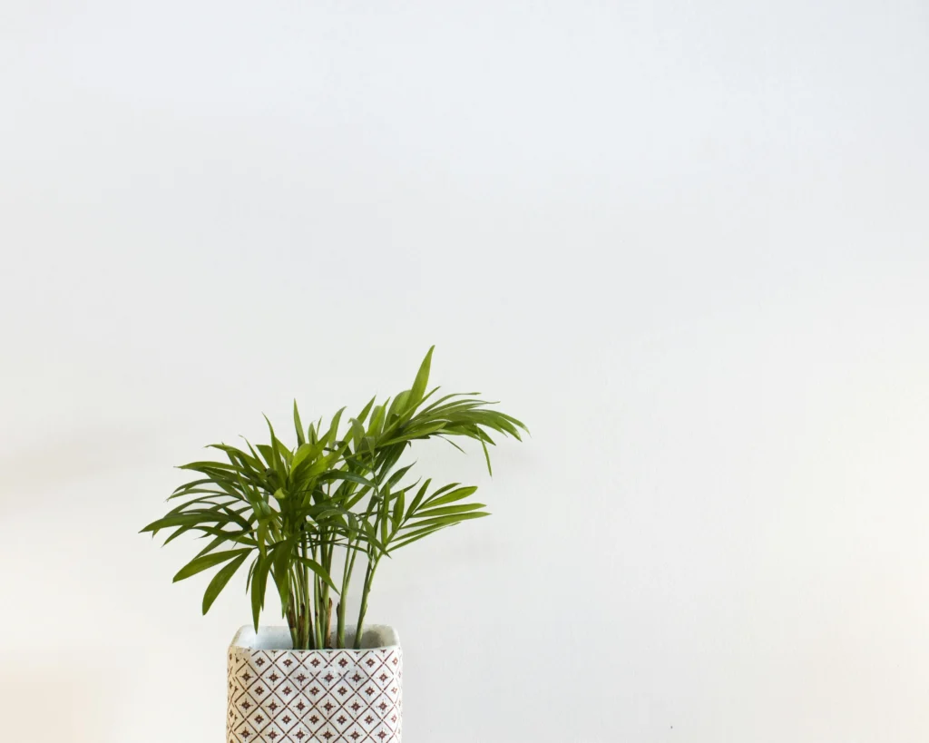 Air Purifying Plants