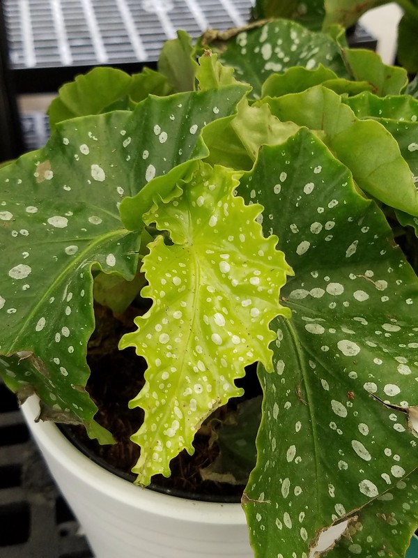 Angel Wing Begonia