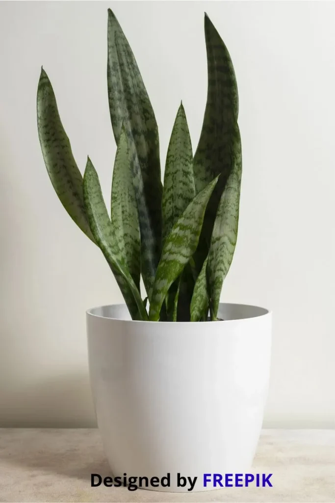 Sansevieria