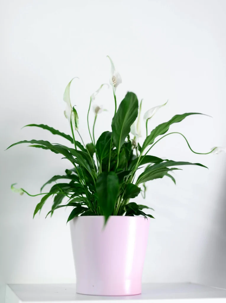 Air Purifying Plants