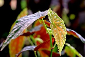 Angel Wing Begonia