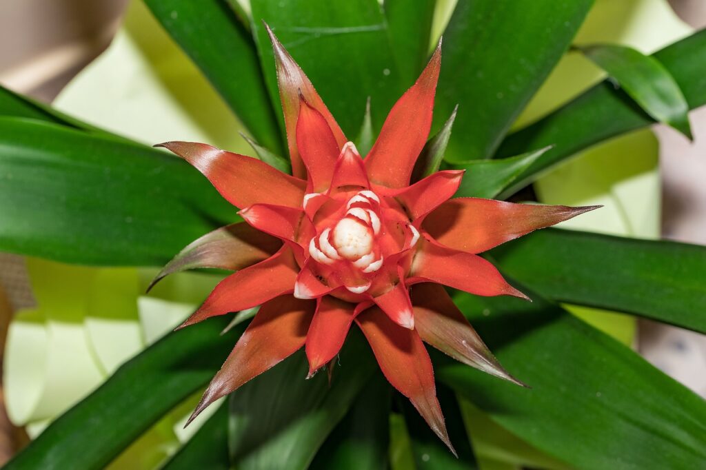 Bromeliad Care