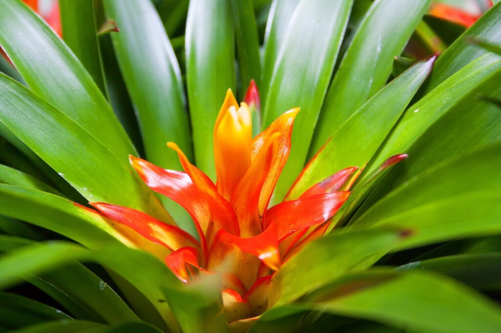 Bromeliad Care