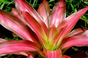 Bromeliad Care