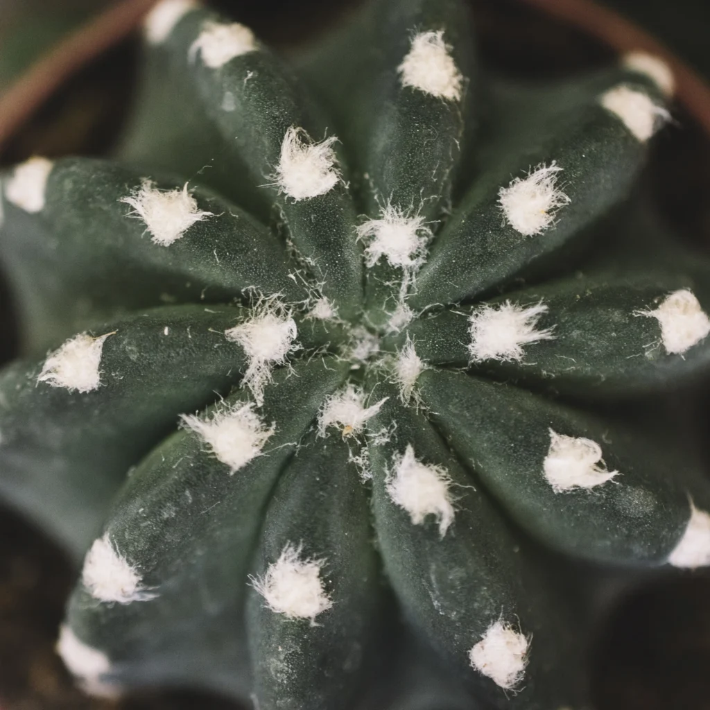 star cactus