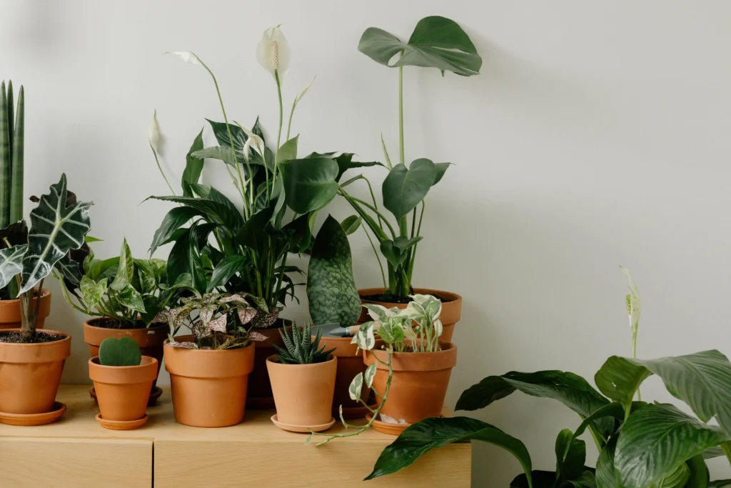 Air purifying plants