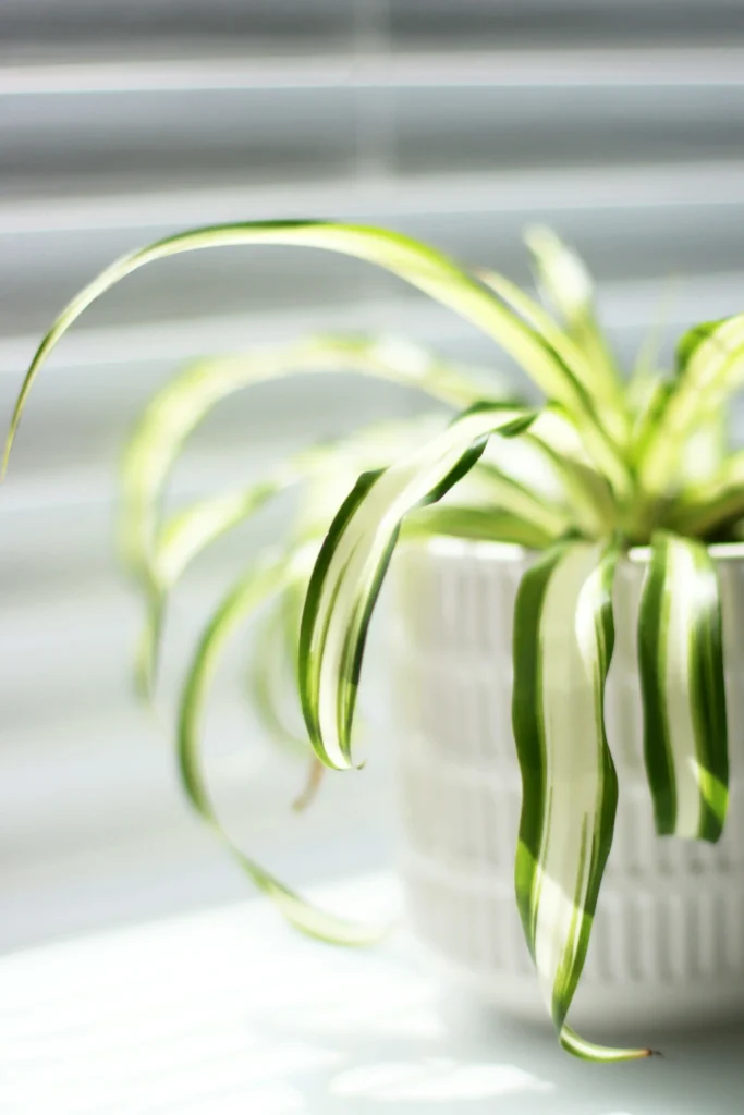 Air Purifying Plants