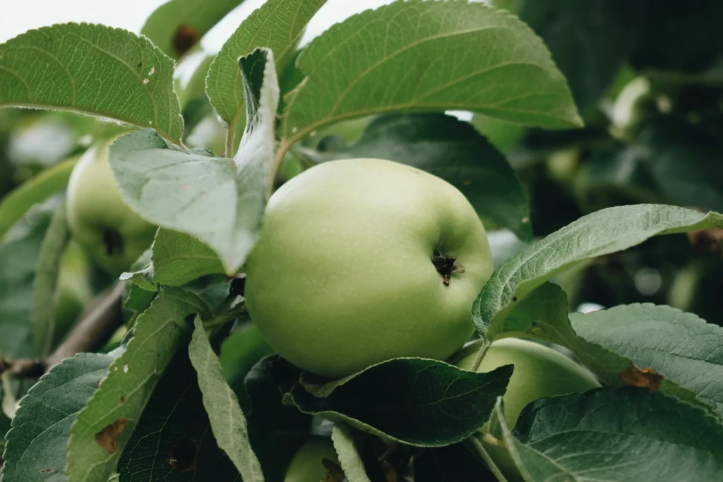 Dwarf apple trees