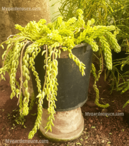 “Sedum morganianum Care: Keep Your Burro’s Tail Thriving”